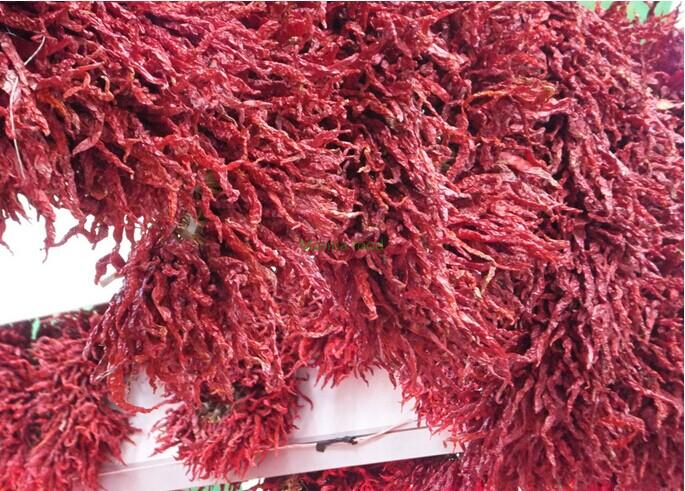 Red Chili Pepper